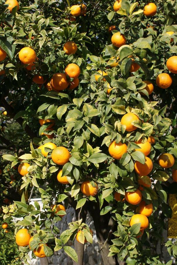 特斯特诺Three Oranges公寓 外观 照片