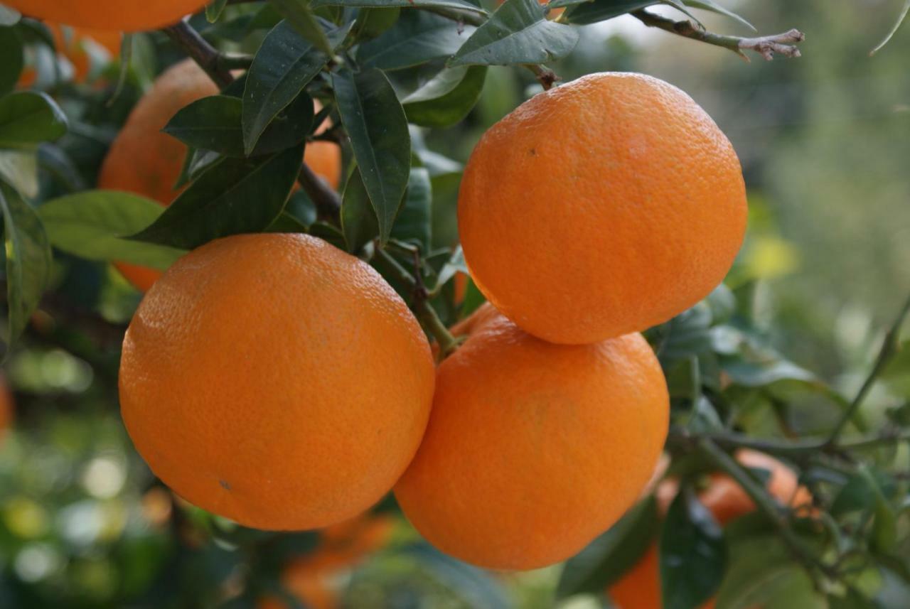 特斯特诺Three Oranges公寓 外观 照片
